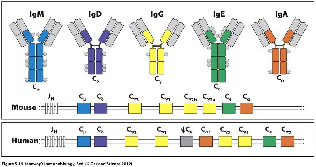 Several flavors of antibodies The constant regions of each of these isotypes mediates the effector function of the antibody molecule Each isotype is specialized to activate a distinct type of immune