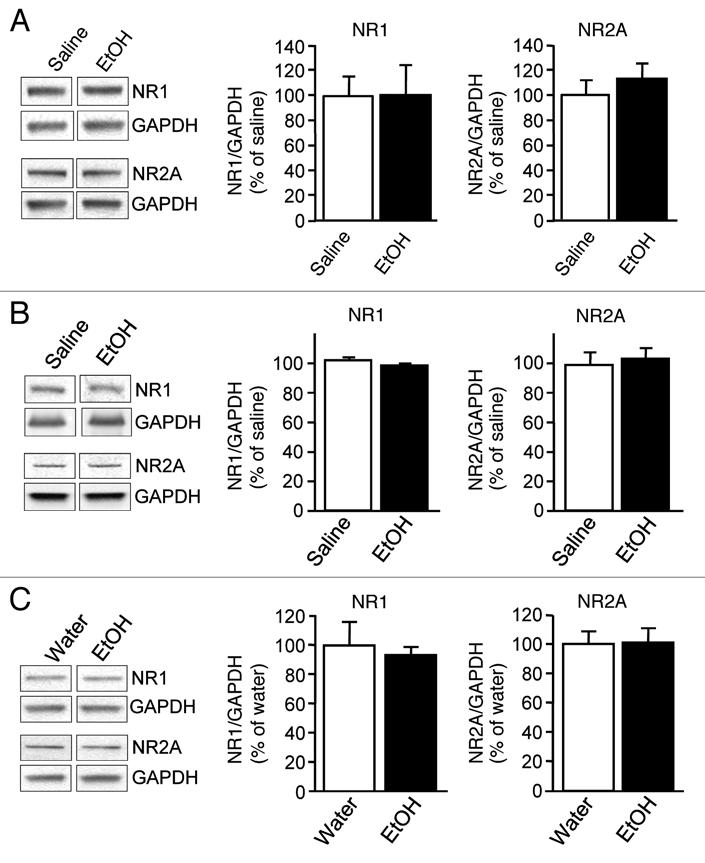 Figure 5. Repeated ethanol administration did not alter the protein levels of NR1 or NR2A subunits in the DMS. (A and B) Sprague-Dawley rats were treated with saline or ethanol (2 g/kg, i.p.) once a day for seven days.