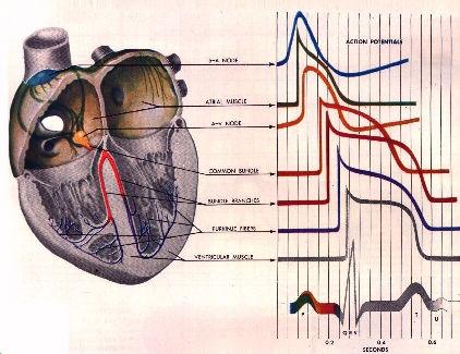 Electrical Behavior of the Heart Conduction system Origin in the sinus node: pacemaker Atrial-ventricular conduction