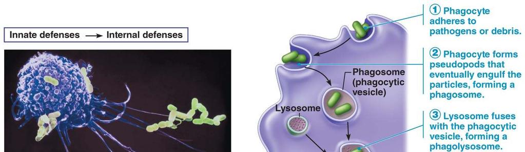 a) Lysozyme: in saliva, lacrimal solution 3) Mucin: sticky mucous traps microorganisms 4) Defensins: mucosae secrete broad spectrum