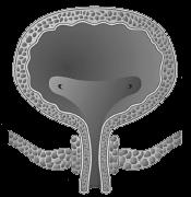 distal urethral sphincter Pelvic floor muscles