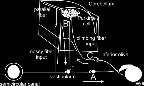 What adjusts the VOR? The VOR is the combination of three pathways (Figure 10.13): 1) the direct pathway through the vestibular nucleus to the eye muscles.