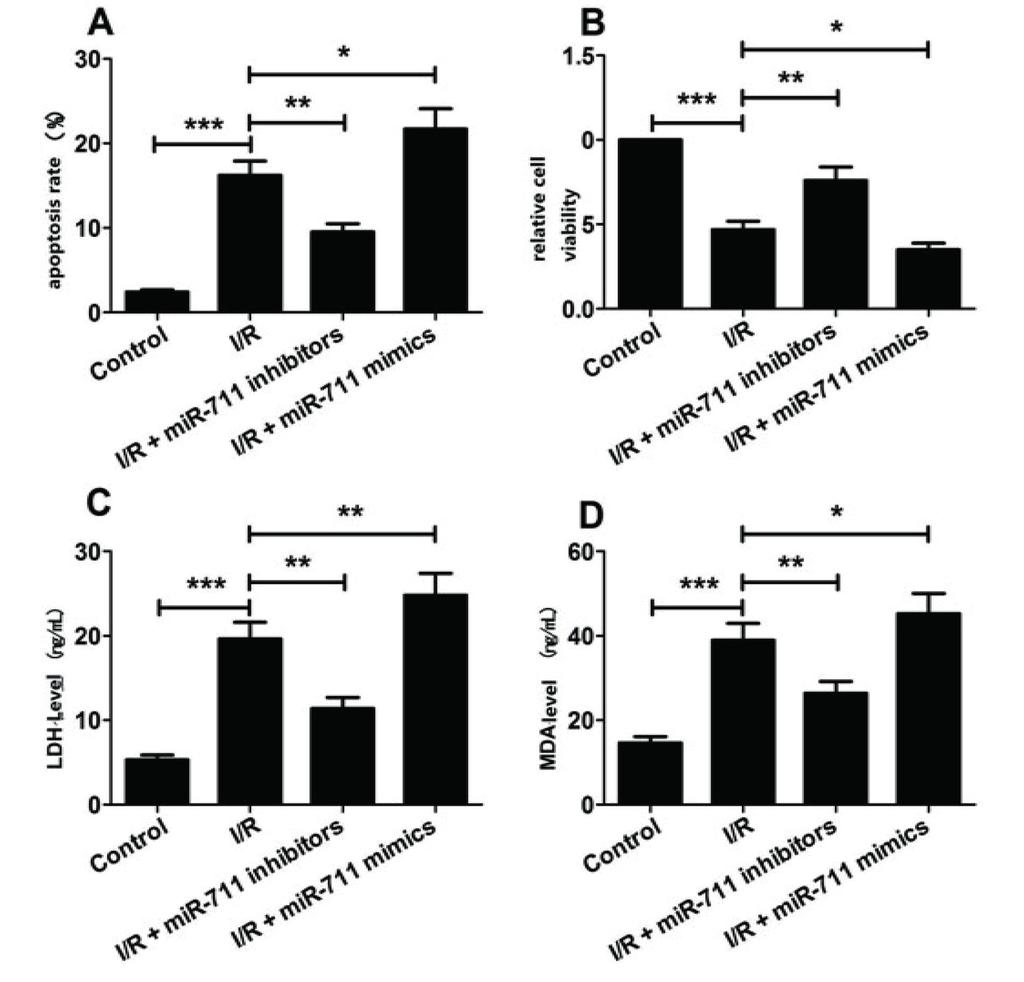 J.-R. Zhang, H.-L. Yu Figure 2. The effects of mir-711 on the apoptosis of H9c2 cardiomyocytes induced by I/R injury.