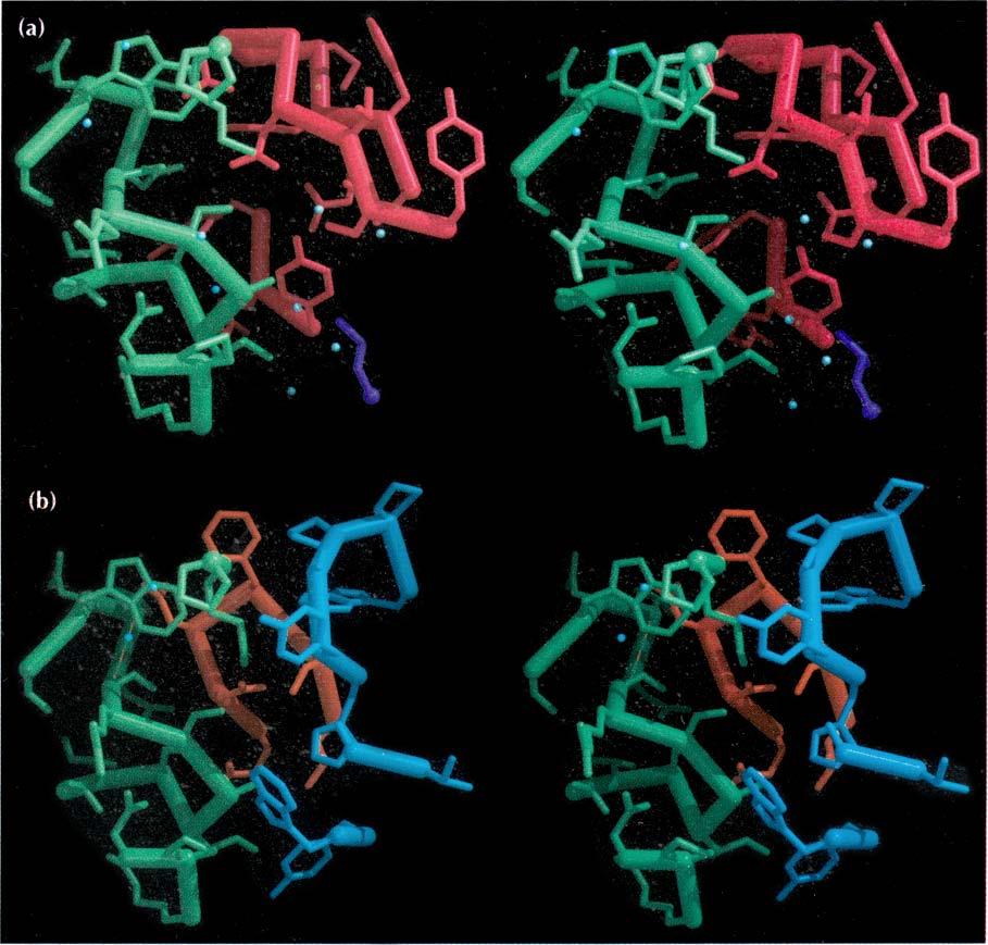 The four neuraminidase segments shown are (at left, top to bottom): Pro431-Lys432 (towards the viewer); Asn400-Thr401-Asp402- Trp403-Ser404; Thr365-11e366-Ser367-11e368-Ala369-Ser370-Arg371 -Ser372,