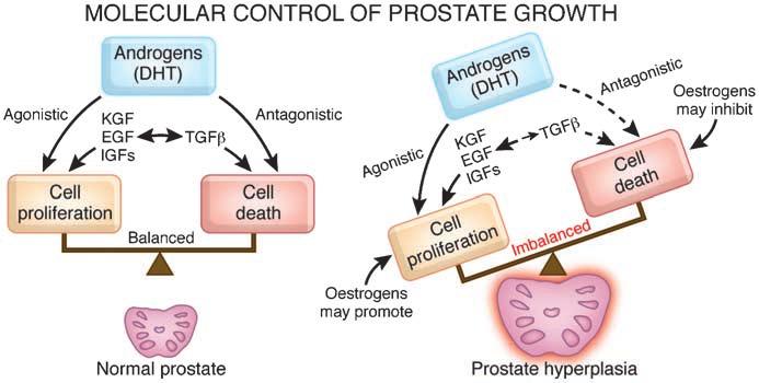 growth and that the type II 5a-reductase enzyme within the stromal cell is the key androgenic amplification step. Thus, a paracrine model for androgen action in the gland (Figure 1) is evident.