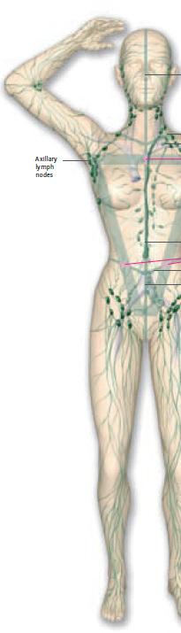 Circulation in the body The lymphatic system consists of organs, ducts, and nodes. It transports a watery clear fluid called lymph. Main functions of the lymphatic system: 1.