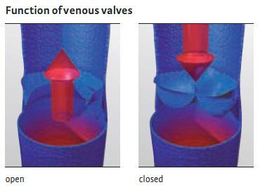 Circulation in the body Veins: Bring de-oxygenated blood back to the heart Valves in your