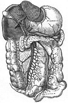 to show the portal vein that connects the messentary and mesocolon to the liver.