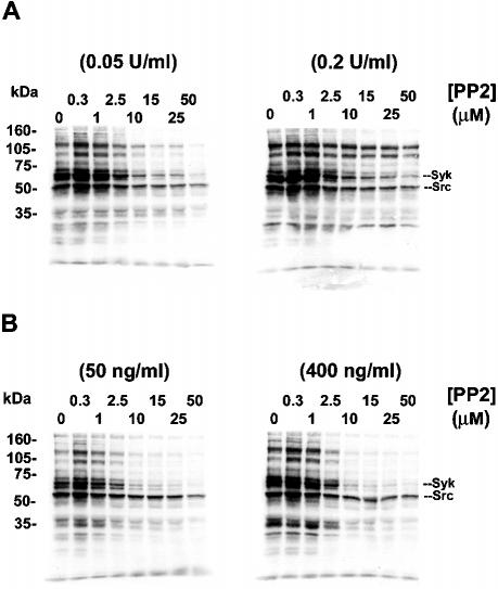 8024 Signal Transduction Mechanisms in Integrin 2 1 Activation TABLE I Effects of other inhibitors on integrin 2 1 activation as assessed by soluble collagen binding to agonist-induced platelets In