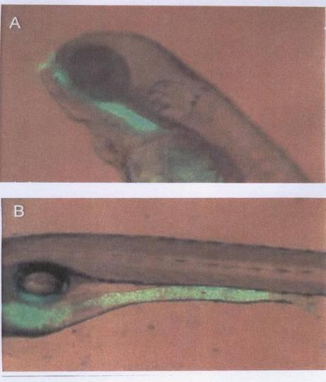 Localisation of Vibrio anguillarum by GFP in zebrafish following immersion infection. After 2 h of infection: A, entry of V.