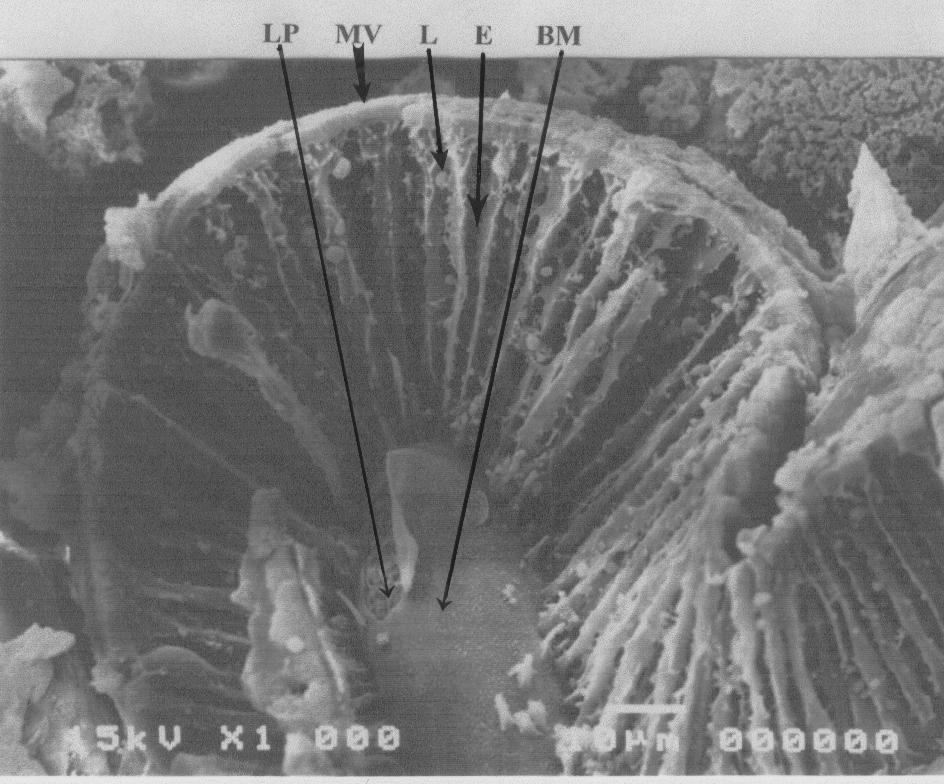 Scanning electron microscopy micrograph of the midgut of Atlantic salmon (Salmo salar L.).
