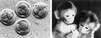202 WOLF ET AL. FIG. 3. Reconstituted embryos (left) after coculture with BRL cells in vitro for 2 days ( 200). Rhesus monkey infants (right) produced by nuclear transfer technology.