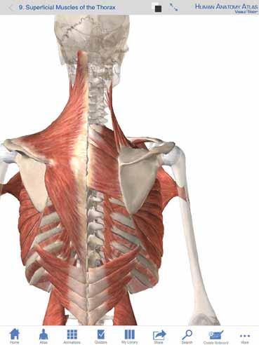 The body relies on an intricate system of muscles and ligaments to position, protect and control the shoulder.
