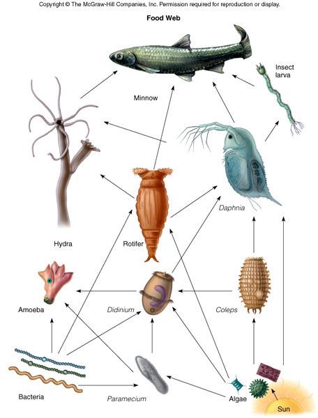 Trophic patterns can be complex, as many