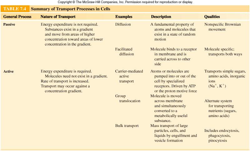 Summary of the transport processes in cells.