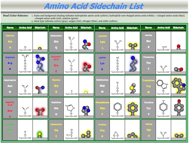 Different amino acid chains have different chemical properties Activities for Amino Acid Side Chains and Properties 1. WSSP Amino Acid game: http://avery.rutgers.