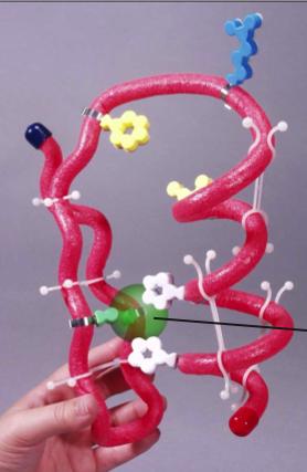 Fold the secondary structures into the tertiary structure Zn Finger Kit Folding Questions 1.