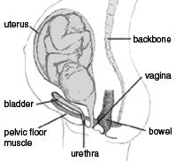 It leaves the body through a tube that is connected to the bladder called the urethra. Look at the images below to see how this process works.