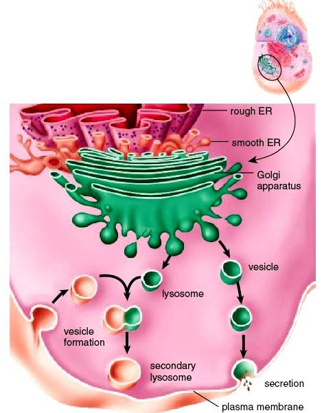 Figure 3.5 The endomembrane system.
