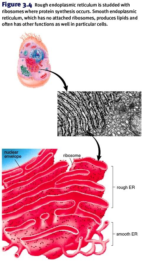 Figure 3.4 Rough endoplasmic reticulum is studded with ribosomes where protein synthesis occurs.