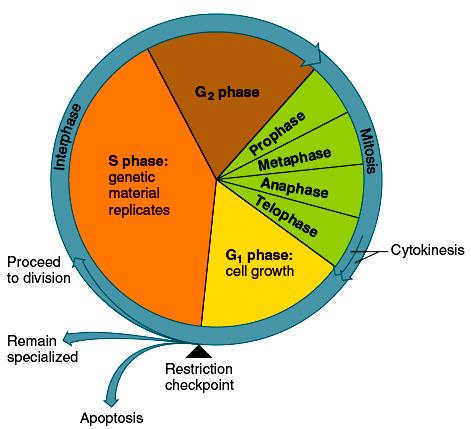 Figure 3.10 The cell cycle consists of interphase, during which cellular components duplicate, a mitotic stage, during which the cell divides.