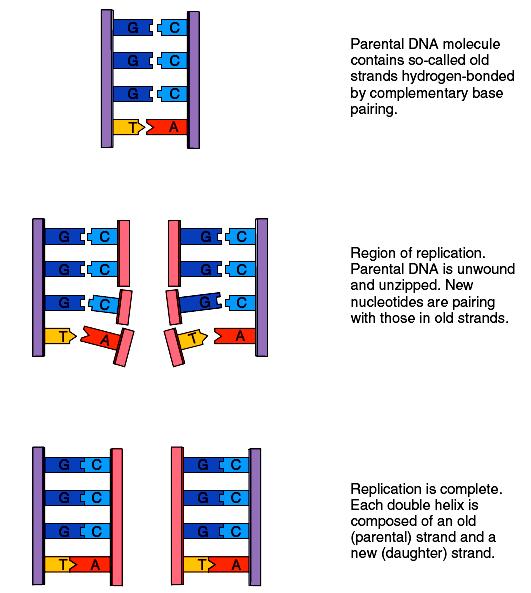 Figure 3.12 Ladder configuration and DNA replication.
