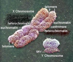 CHROMOSOME