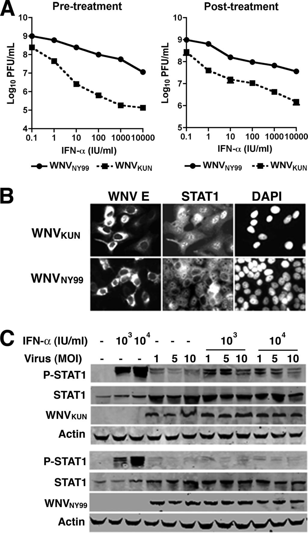 VOL. 85, 2011 NOTES 5665 FIG. 1. WNV KUN antagonizes IFN- antiviral effects less efficiently than WNV NY99. (A) Effects of pre- or posttreatment of IFN- on WNV production.