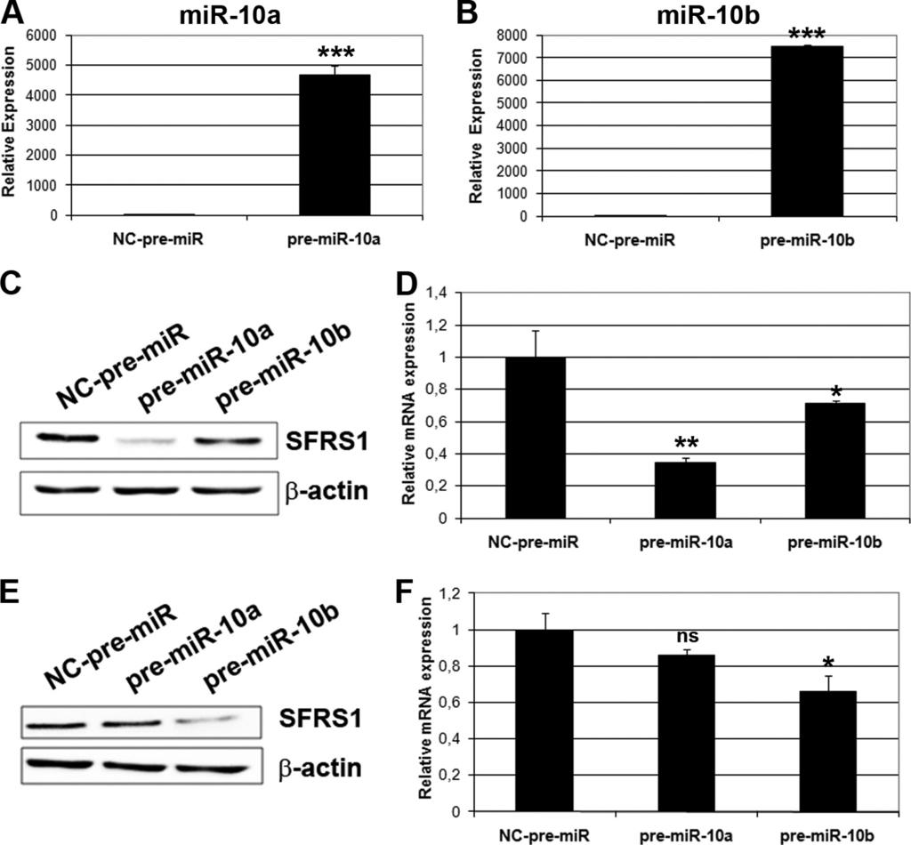 FIGURE 8. mir-10a and -10b overexpression leads to a reduction of SFRS1 protein expression in HeLa and SH-SY5Y cells through a decrease of its mrna levels.