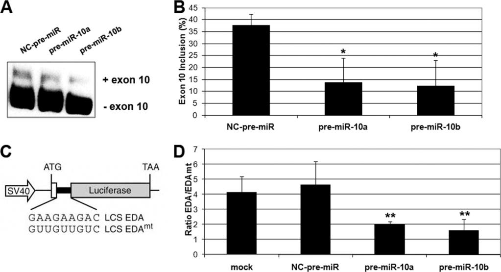 FIGURE 9. Experimental alteration of mir-10a and -10b levels resulted in an impairment of SFRS1 functions in the regulation of alternative splicing and specific mrna translation.