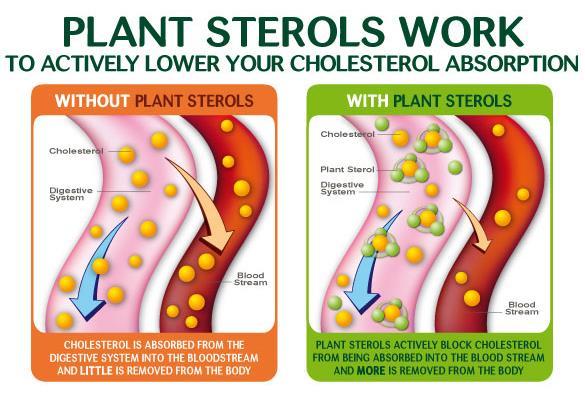 of Cholesterol and hence lower physiological levels