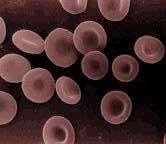 What are Bloodborne Pathogens?