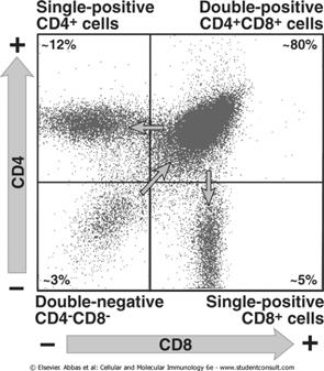 T Cell Maturation Double Positive Thymocytes αβtcr, CD3 and ζ chains are all required for surface expression Positive and Negative Selection Single Positive Thymocytes Immature Lose CD4 or CD8