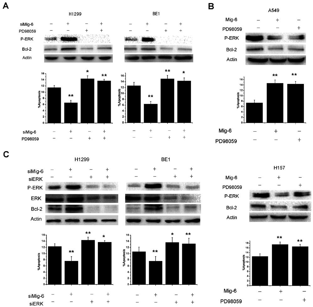 1712 LI et al: LOW EXPRESSION OF Mig-6 INHIBITS CELL APOPTOSIS IN NSCLC Figure 4. Mig-6 downregulates Bcl-2 expression and promotes cell apoptosis through the ERK signaling pathway.