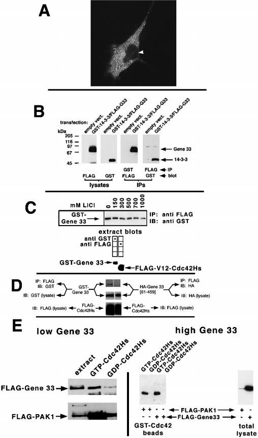 Stress Signaling by Gene 33/Mig-6 17843 FIG. 5. Gene 33 is a cytosolic protein that interacts with 14-3-3 and, in a GTP-dependent manner, with Cdc42Hs. A, cytosolic localization of Gene 33.
