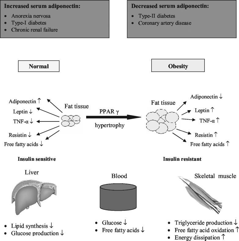 Clinical Chemistry 50, No. 9, 2004 1519 Fig. 3. Action of adiponectin on adipose tissue and peripheral organs (liver, blood, and skeletal muscle).