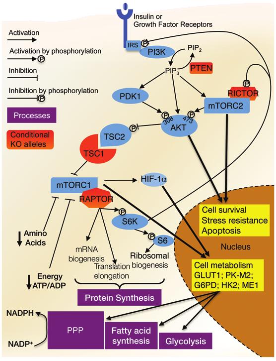 The Journal of Clinical Investigation Figure 1. Schematic representation of the insulin/mtor pathway.