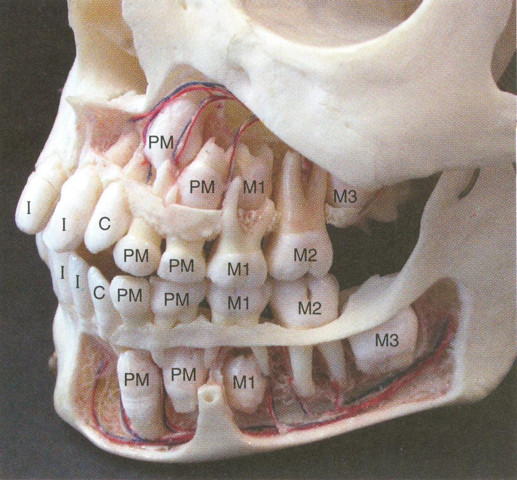 Lasers in Dentistry: - Anatomy of the Mouth http://dentdoctor.tripod.com/oral_anatomy/mixed.