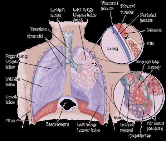 A thin lining called the pleura surrounds the lungs. The pleura protects your lungs and helps them slide back and forth against the chest wall as they expand and contract during breathing.