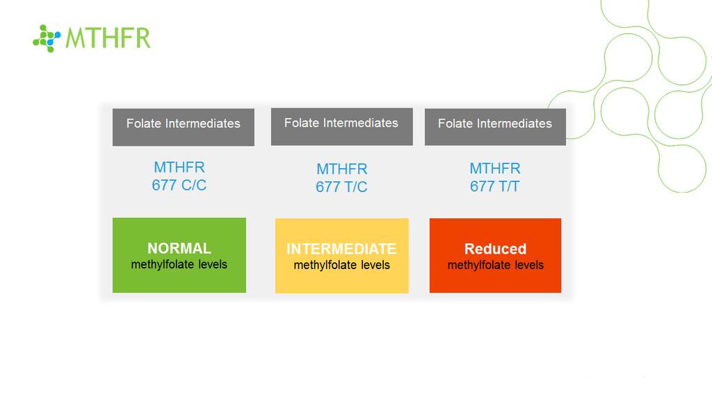 MTHFR Folate Intermediates Folate Intermediates Folate Intermediates MTHFR 677 C/C MTHFR 677 T/C