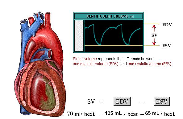 11/13/13 badri@gmc 4 End-Diastolic Volume End-Systolic Volume = Stroke Volume Cardiac Output (CO) Beat = stroke volume (SV) = EDV ESV = 70 ml Volume of blood ejected from one ventricle Minute =