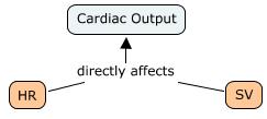 Cardiac'output'(CO)%is% directly%affected%by % heart'rate'(hr),%the% number%of%<mes%the% heart%beats%each% minute;%and% stroke'volume'(sv),% the%amount%of%blood% ejected%during%each% beat%