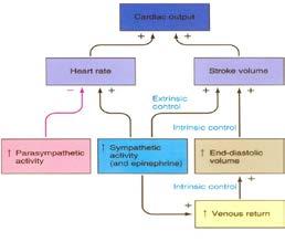 Control of Cardiac Output Factors that