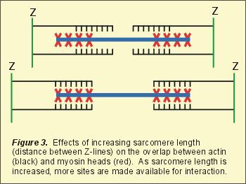 Preload Preload can be defined as the initial stretching of the cardiac myocytes prior to contraction. It is related to the sarcomere length at the end of diastole.