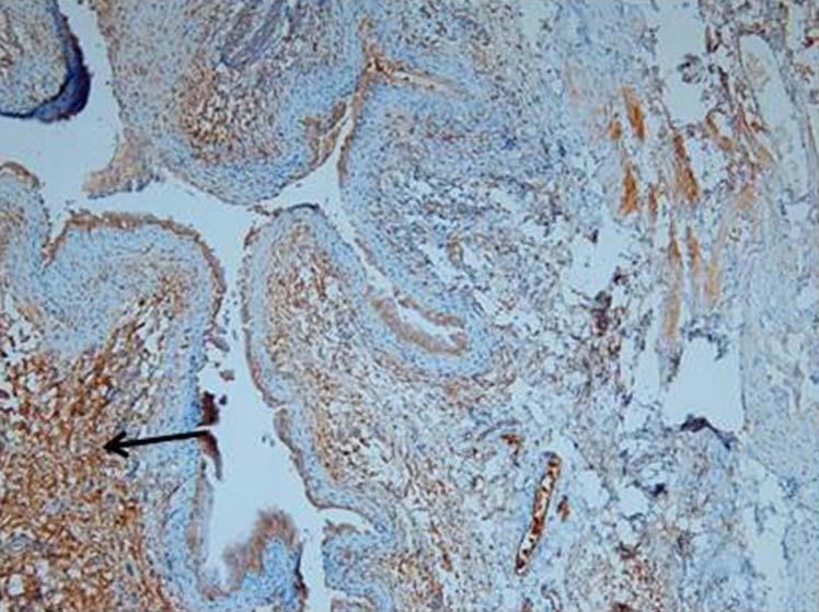 Effects of Mirodenafil in Rat BOO Model 343 FIG. 2. Representative photograph of immunohistochemical staining for connexin 43 in each group ( 00).