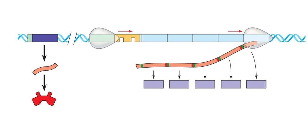 Fig. 18-3 trp operon Promoter DNA trpr trpe trpd trpc trpb Regulatory Operator gene Start codon Stop codon 3 mrna RNA mrna 5 5 polymerase E D C B Protein Inactive repressor Promoter (a) Tryptophan