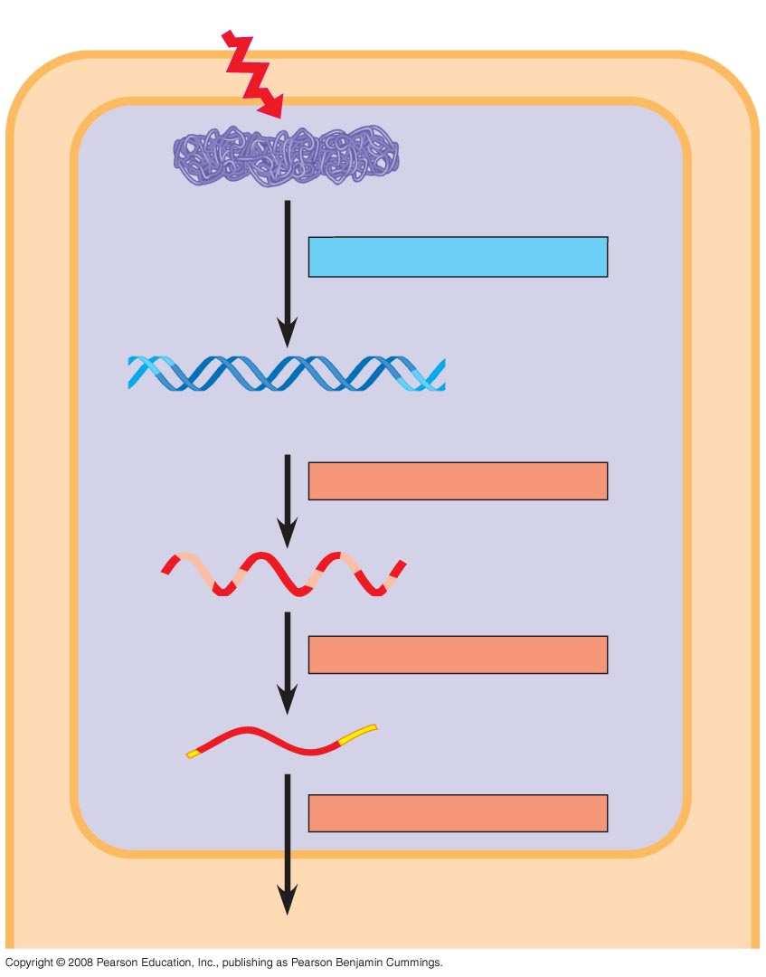 Fig. 18-6a Signal NUCLEUS Chromatin Chromatin modification DNA Gene Gene available for transcription