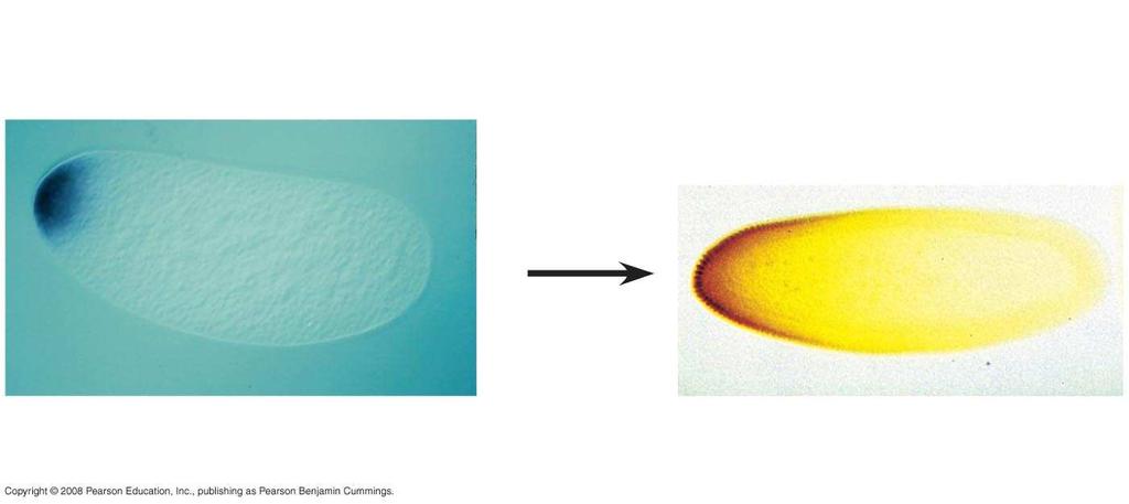 Fig. 18-19b RESULTS 100 µm Bicoid mrna in mature unfertilized egg