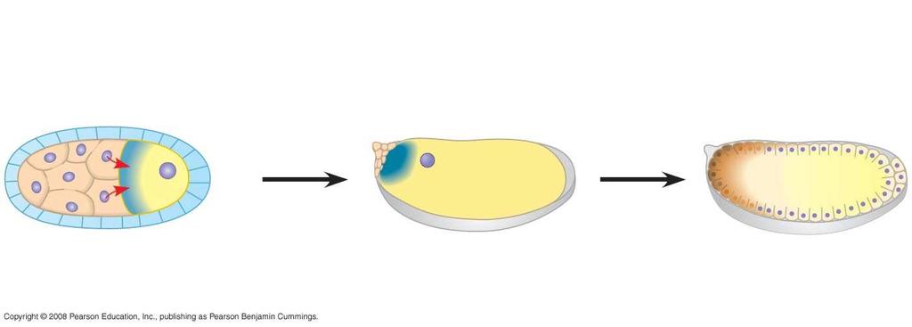 Fig. 18-19c CONCLUSION Nurse cells Egg Developing egg bicoid mrna