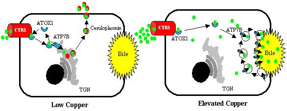 Wilson Disease: Molecular Pathogenesis ATP7B usually involved in copper transport into Golgi body From: www.wilsondisease.